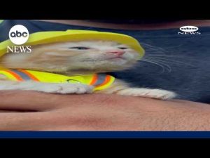 Read more about the article Kitten gets tiny hard hat after rescue from excavator