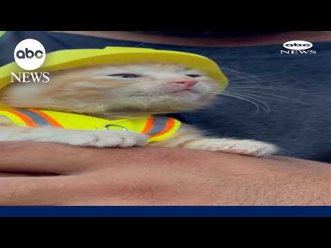 Read more about the article Kitten gets tiny hard hat after rescue from excavator