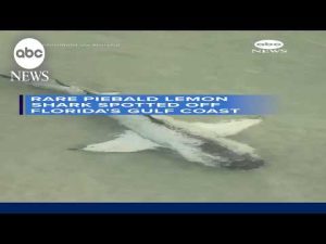 Read more about the article Rare piebald lemon shark spotted off Florida’s Gulf coast