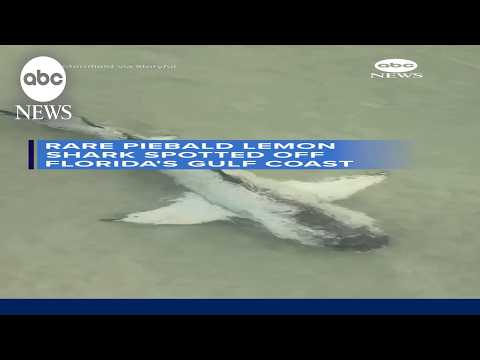 Read more about the article Rare piebald lemon shark spotted off Florida’s Gulf coast