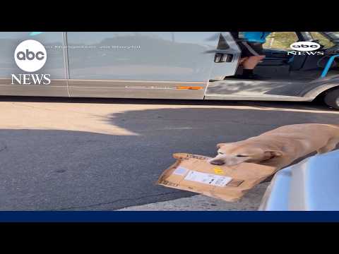 You are currently viewing Adorable delivery dog helps carry packages