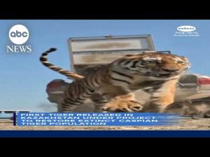 Read more about the article First tiger released as part of Kazahkstan conservation project