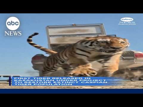 Read more about the article First tiger released as part of Kazahkstan conservation project