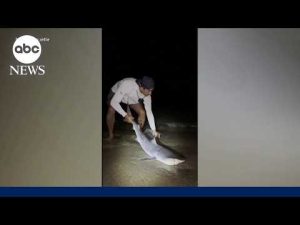 Read more about the article Tiger shark caught in New England waters sparks concern