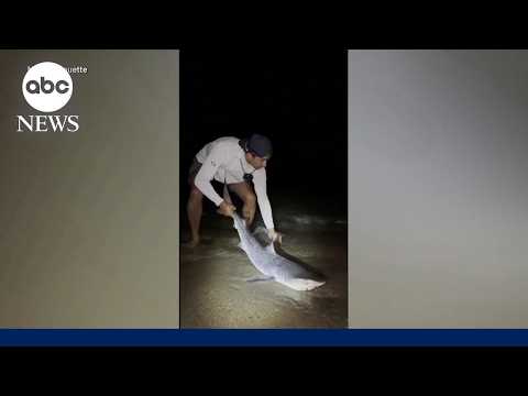 Read more about the article Tiger shark caught in New England waters sparks concern