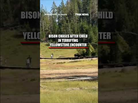 Read more about the article WATCH: Bison CHARGES after child in TERRIFYING encounter #shorts #us #news #foxnews