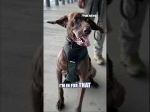 Read more about the article TSA’s ‘cutest K9’ winner steals hearts #shorts