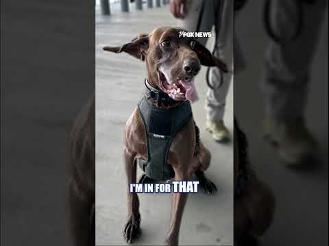 Read more about the article TSA’s ‘cutest K9’ winner steals hearts #shorts