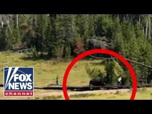 Read more about the article TERRIFYING moment bison charges child at Yellowstone