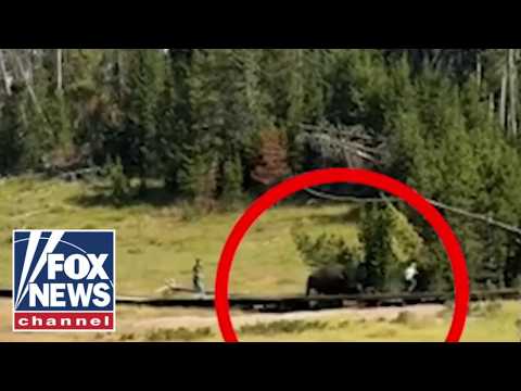 Read more about the article TERRIFYING moment bison charges child at Yellowstone