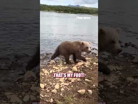 Read more about the article Baby bear stops to nibble on wildlife photographer’s shoe #shorts