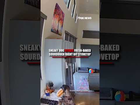 Read more about the article Dog steals fresh-baked sourdough right off stovetop #shorts #fox #media #dog