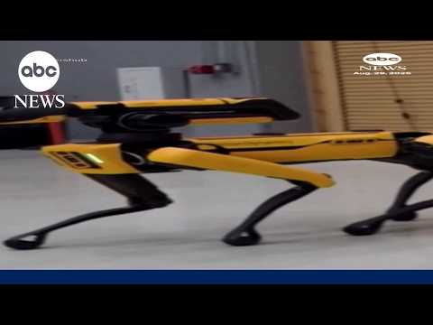 Read more about the article ICE plans to purhase robot dogs