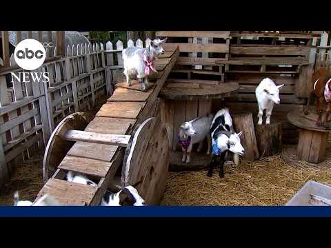 Read more about the article Rabies scare involving a North Carolina mobile petting zoo