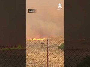 Read more about the article Horses run from a wildfire in Kandili, Greece
