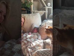 Read more about the article Curious cat taps newborn baby gently
