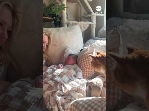 You are currently viewing Curious cat taps newborn baby gently