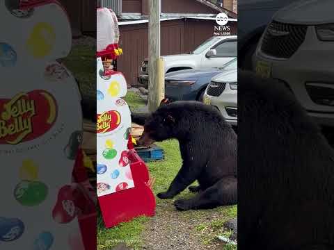 Read more about the article Hungry bear spotted breaking into jelly bean machine