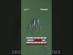 Read more about the article WATCH: Dolphin carries deceased calf through coastal waters #shorts #foxnews #us