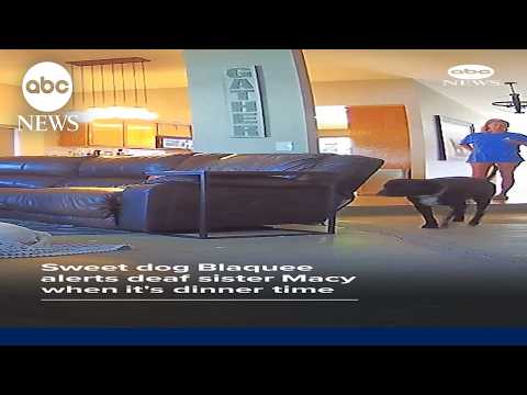Read more about the article Sweet dog Blaquee alerts daf sister Macy when it’s dinner time