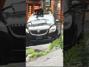 Read more about the article Bear and cub ransack car in Tennessee