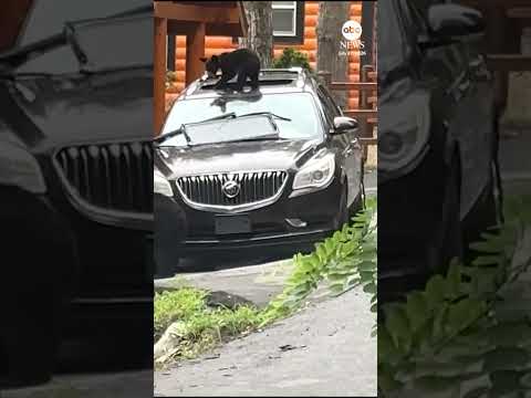 Read more about the article Bear and cub ransack car in Tennessee