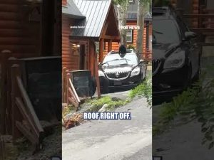 Read more about the article Mama bear and cubs RANSACK car outside Tennessee #shorts #foxnews #news #us