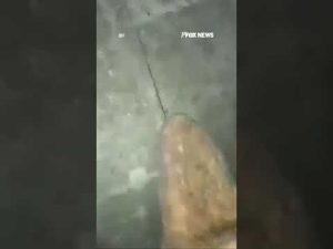 Read more about the article IDF canine locates stash of rockets in underground Gaza tunnel #shorts #us #news #dogs