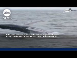 Read more about the article Humpback whale spotted off NYC waters
