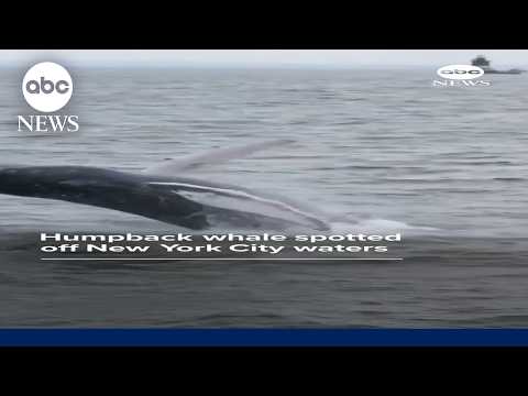 Read more about the article Humpback whale spotted off NYC waters