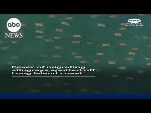 Read more about the article Fever of migrating stingrays spotted off Long Island coast