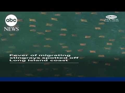 You are currently viewing Fever of migrating stingrays spotted off Long Island coast
