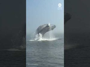 Read more about the article Epic whale breach in Quebec