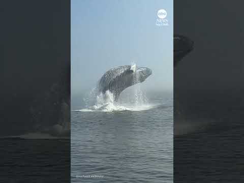 Read more about the article Epic whale breach in Quebec