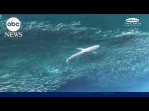 Read more about the article Drone footage shows shark hunting school of fish