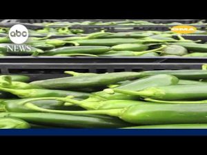 Read more about the article Thousands sickened amid massive nationwide food recalls