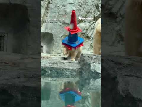 You are currently viewing Polar bear cub ROCKS traffic cone hats at Japan aquarium #foxnews #news #shorts #animals