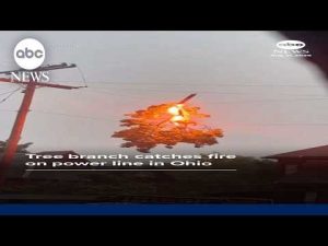 Read more about the article Tree branch catches fire on power line in Ohio