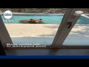 Read more about the article Brown bear cools off in pool in California