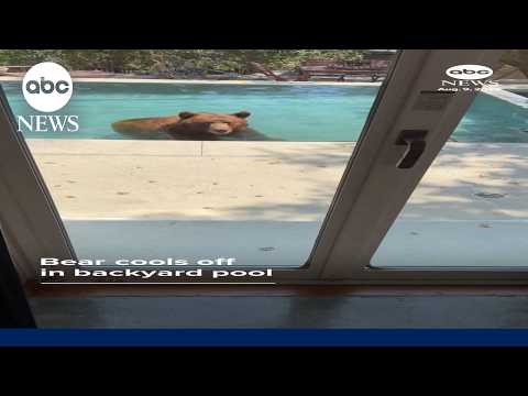 Read more about the article Brown bear cools off in pool in California