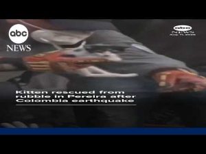 Read more about the article Kitten rescued from rubble in Pereira after Colombia earthquake