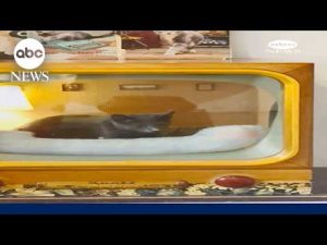Read more about the article Man makes nostalgic nooks for cats