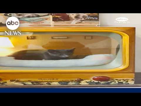 You are currently viewing Man makes nostalgic nooks for cats