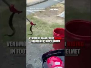 Read more about the article Venomous SNAKE found HIDING in football player’s helmet #shorts #viral #football #snake