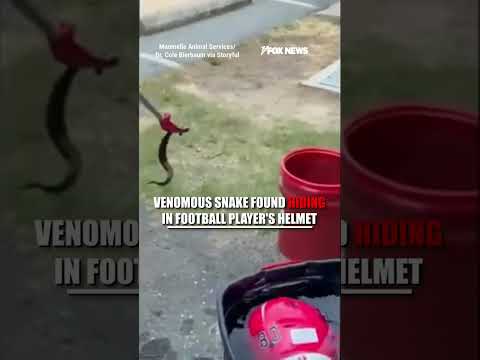Read more about the article Venomous SNAKE found HIDING in football player’s helmet #shorts #viral #football #snake