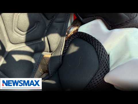 You are currently viewing Venomous snake found inside high school football player’s helmet | National Report