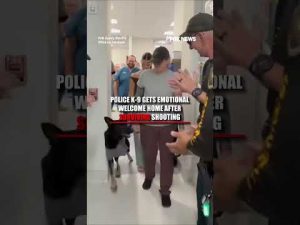 Read more about the article Police K-9 gets EMOTIONAL welcome after surviving shooting #shorts #us #police #k9 #dog