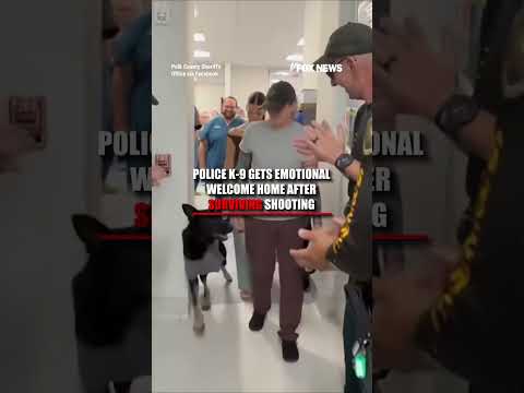You are currently viewing Police K-9 gets EMOTIONAL welcome after surviving shooting #shorts #us #police #k9 #dog
