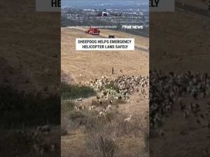 Read more about the article Sheepdog CLEARS field of goats for emergency helicopter landing #shorts #us #news #viral #dogs