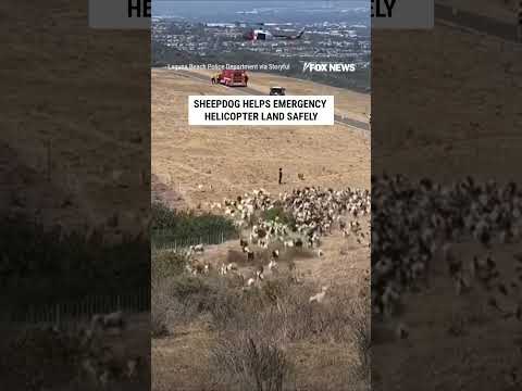Read more about the article Sheepdog CLEARS field of goats for emergency helicopter landing #shorts #us #news #viral #dogs